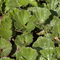 Baby Gunnera